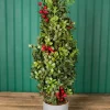 Decorator's Warehouse Christmas Accents^20” Holiday Potted Boxwood Tree W/ Berry