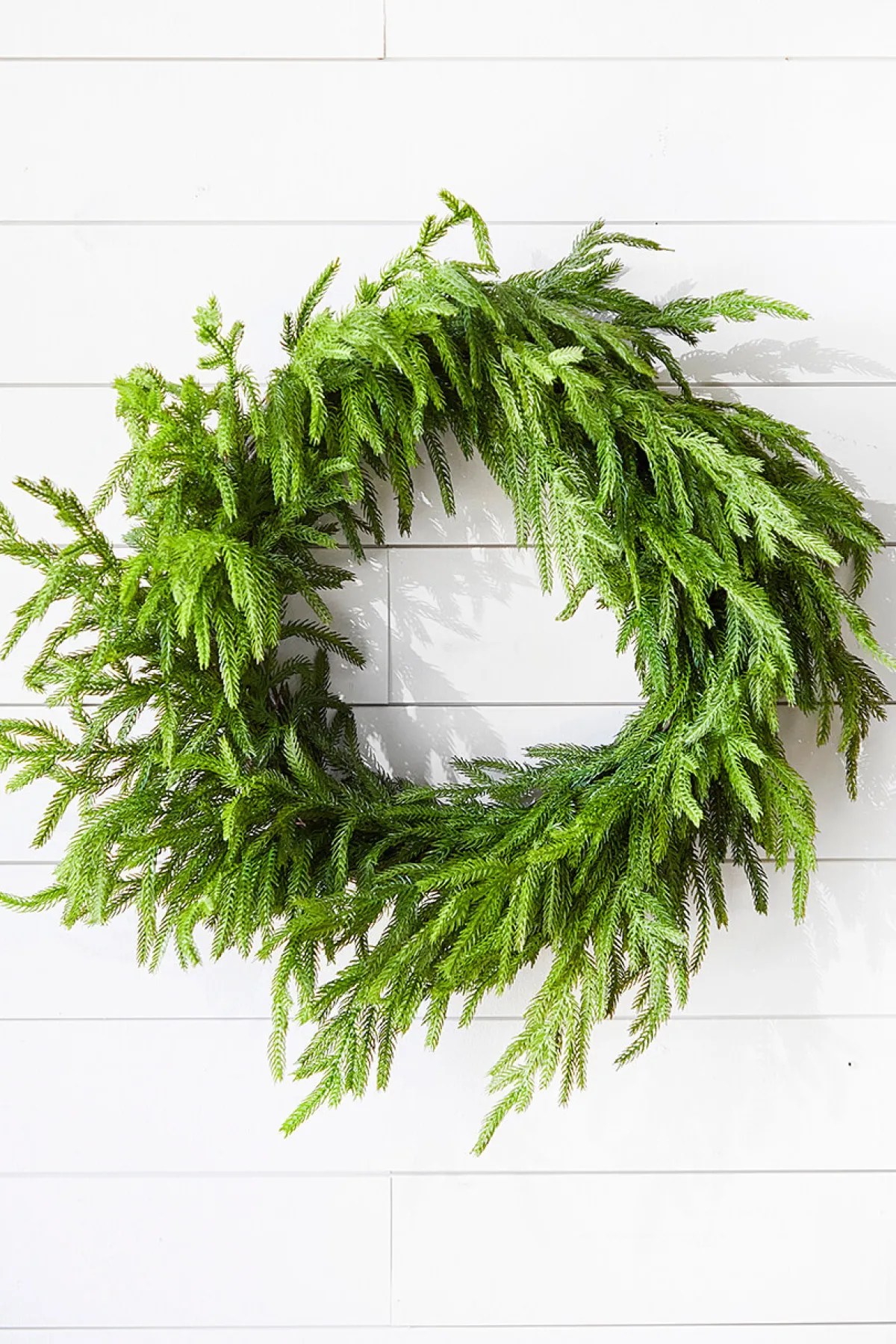Decorator's Warehouse Christmas Wreaths|Natural Greenery^24” Just Cut Norfolk Pine Wreath