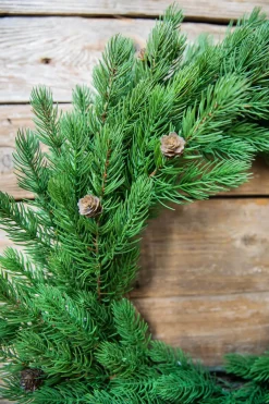 Decorator's Warehouse Christmas Wreaths^24” Just Cut Spruce Wreath