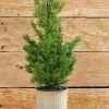 Decorator's Warehouse Christmas Accents^18" Plastic Cypress Tree In Tin Pot