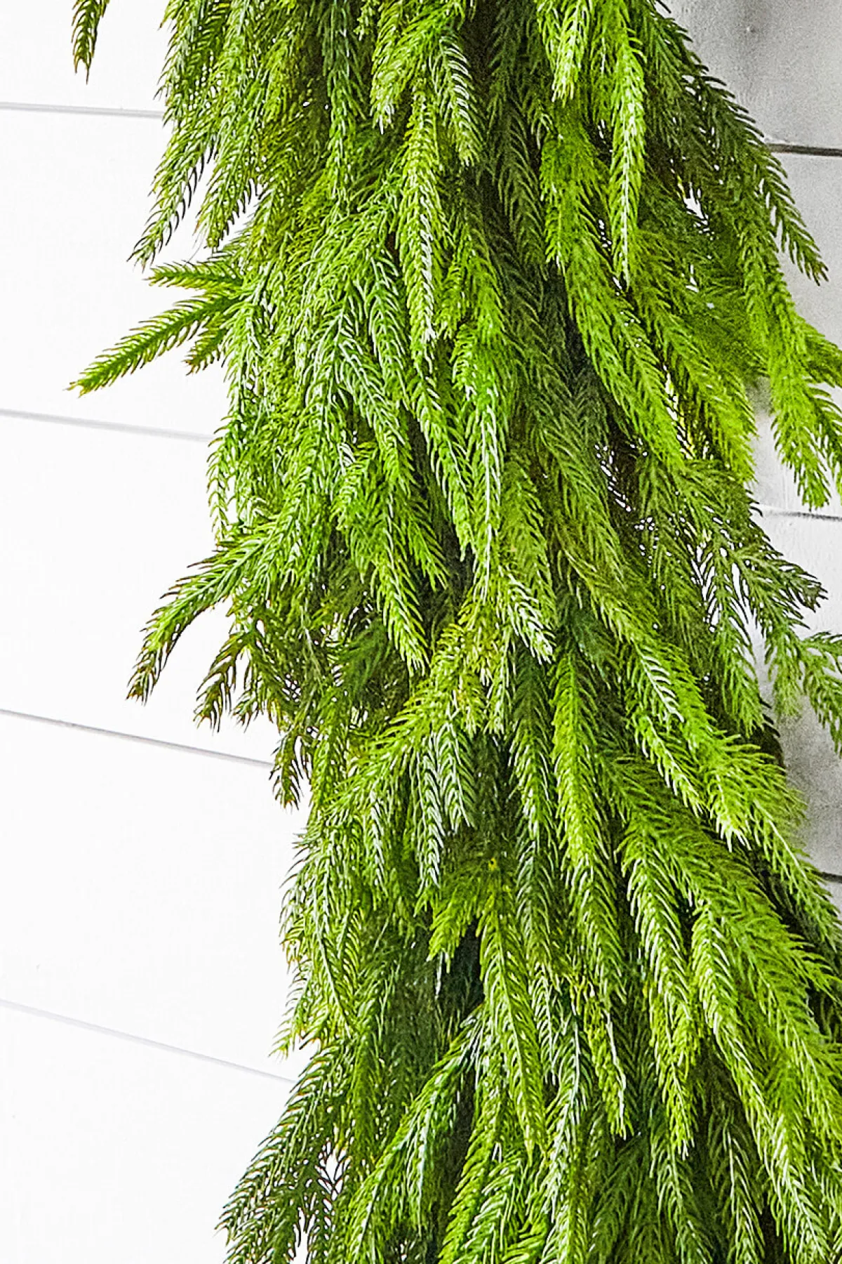 Decorator's Warehouse Christmas Garlands|Natural Greenery^60" X 16" Real Touch Deluxe Norfolk Pine Garland